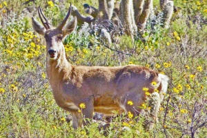 Перуанський олень - копит, спустився з кам'янистських гірських схилів Перуанський олень - копит, спустився з кам'янистських гірських схилів